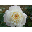 Rosier buisson White Gruss an Aachen