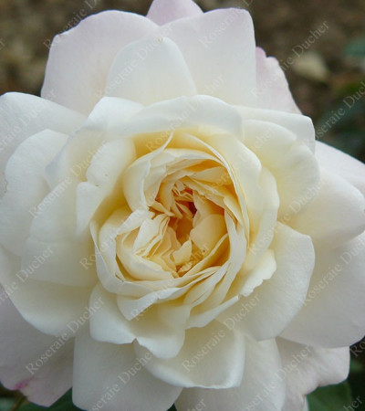 Rosier buisson White Gruss an Aachen