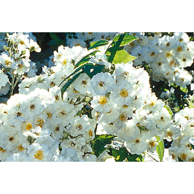 Rosier grimpant Bobbie James