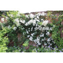 Rosier grimpant Bobbie James