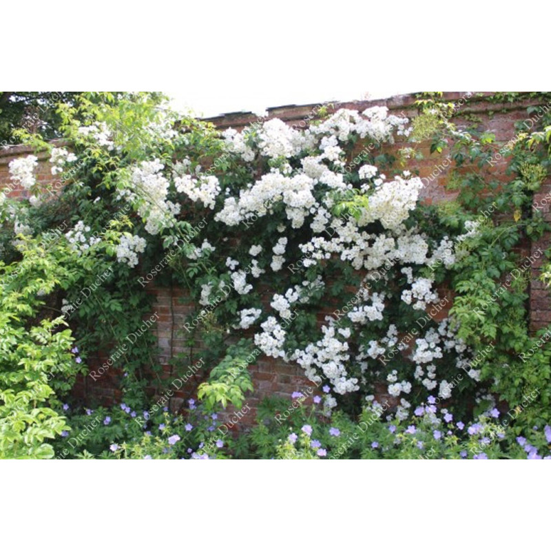 Climbing rose Bobbie James