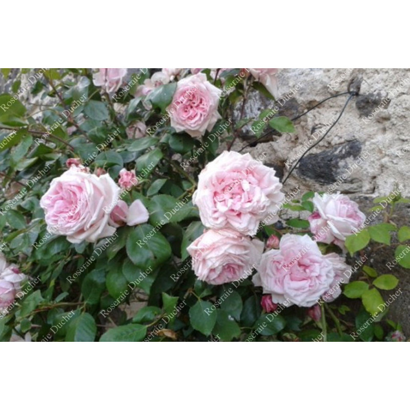 Climbing rose Captain Christy Climbing