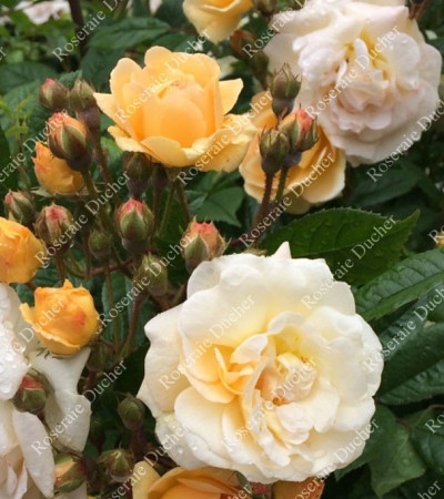 Climbing rose Ghislaine de Feligonde