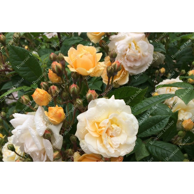 Climbing rose Ghislaine de Feligonde