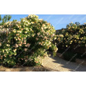 Climbing rose Ghislaine de Feligonde
