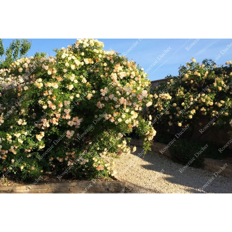 Climbing rose Ghislaine de Feligonde