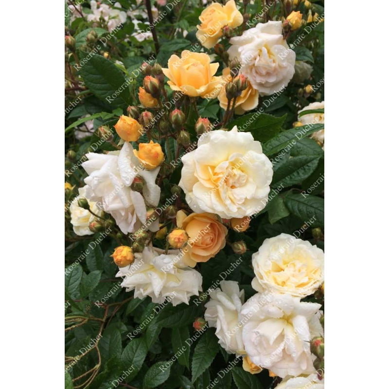 Climbing rose Ghislaine de Feligonde