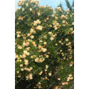 Climbing rose Ghislaine de Feligonde
