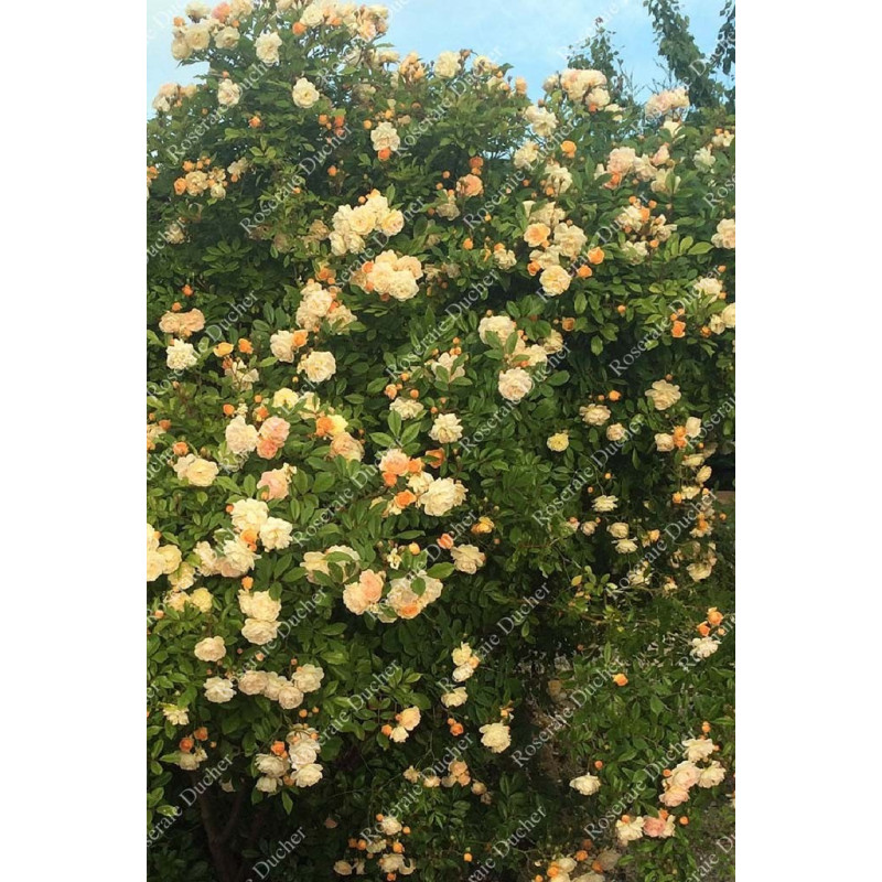 Climbing rose Ghislaine de Feligonde