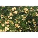 Climbing rose Ghislaine de Feligonde