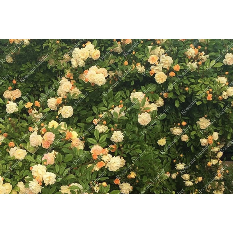 Climbing rose Ghislaine de Feligonde