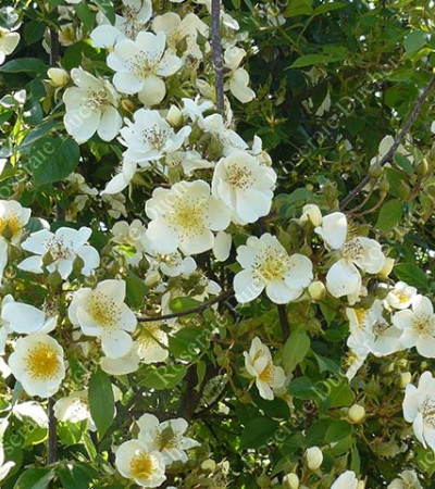 Climbing rose La Mortola
