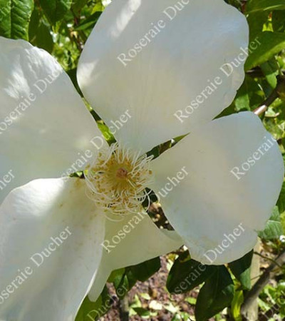 Climbing rose La Mortola
