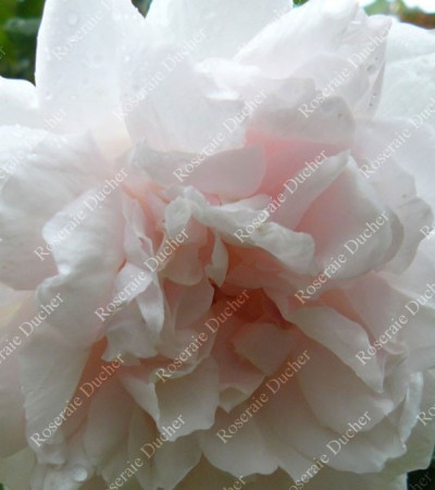 Rosier grimpant Madame Alfred Carrière