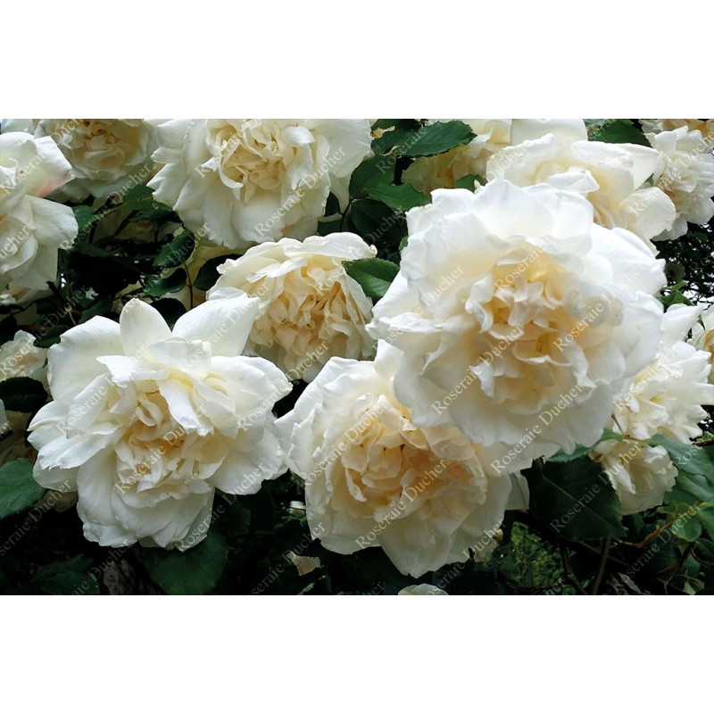 Climbing rose Madame Alfred Carriere