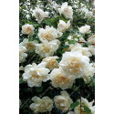 Climbing rose Madame Alfred Carriere