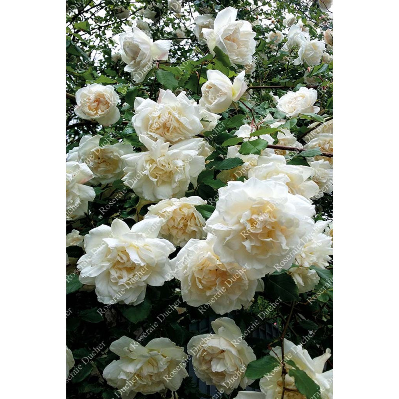 Climbing rose Madame Alfred Carriere