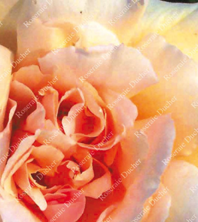 Climbing rose Mrs Aaron Ward