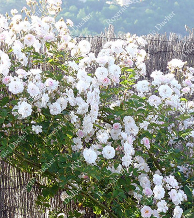 Climbing rose Paul's Himalayan Musk