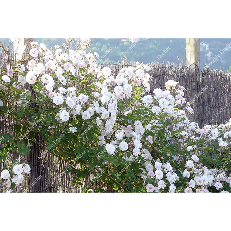 Rosier grimpant Paul's Himalayan Musk