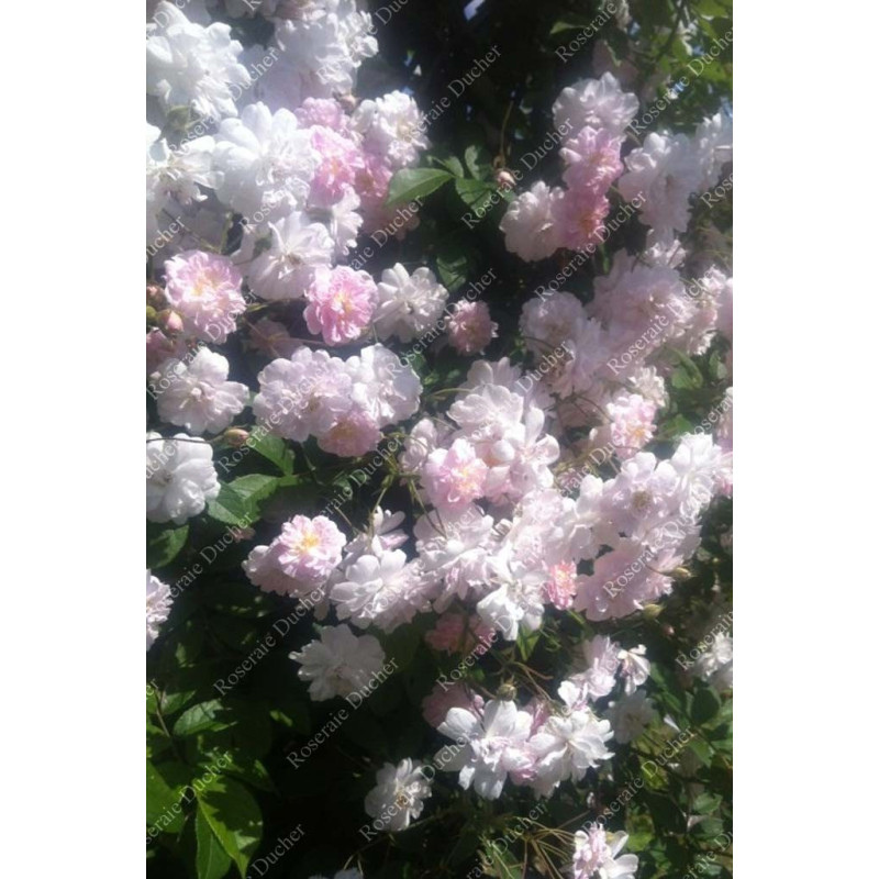 Rosier grimpant Paul's Himalayan Musk