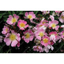 Rosier grimpant Rosa Multiflora Adenochaeta