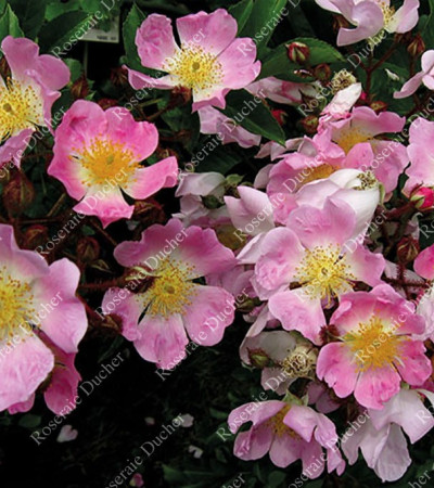 Climbing rose Rosa Multiflora Adenochaeta