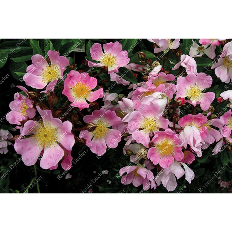 Rosier grimpant Rosa Multiflora Adenochaeta