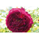 Climbing rose Souvenir du Docteur Jamain
