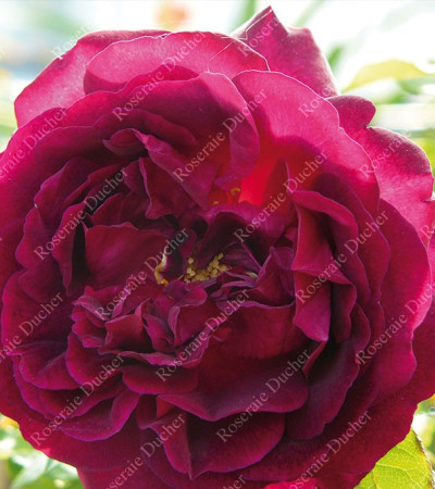 Climbing rose Souvenir du Docteur Jamain