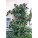 Climbing rose Souvenir du Docteur Jamain