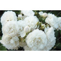 Climbing rose Tresor de Torigny