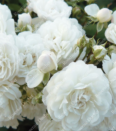 Climbing rose Tresor de Torigny