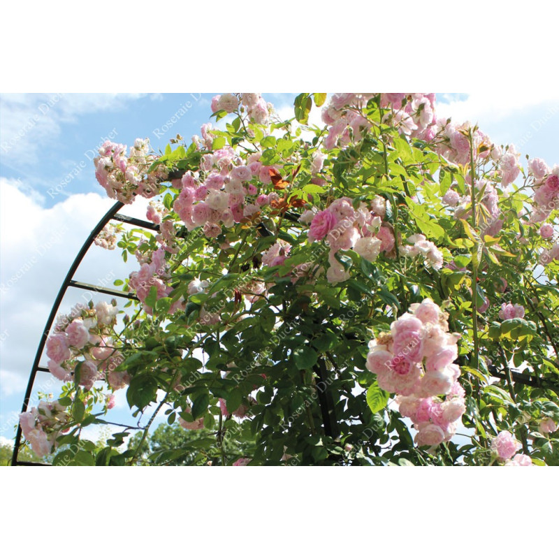 Climbing rose Frau Eva Schubert