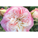 Shrub rose creation Josiane Pierre-Bissey ®