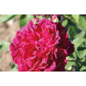 Shrub rose Alfred Collomb