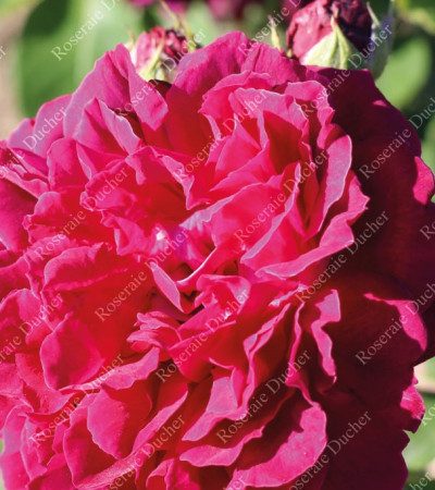 Shrub rose Alfred Collomb
