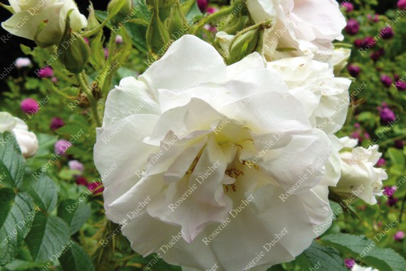 Shrub rose Blanc Double de Coubert