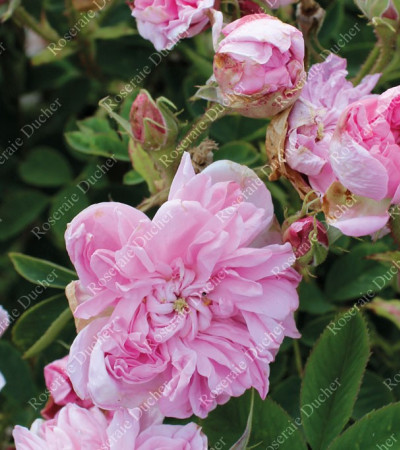 Rosier buisson Oomar Kayyham