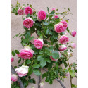Climbing rose Pierre de Ronsard ®