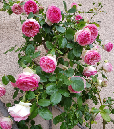 Climbing rose Pierre de Ronsard ®