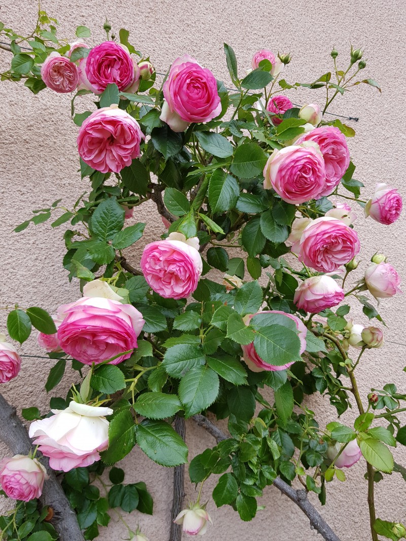 Roses DUCHER - Climbing rose Pierre de Ronsard ®