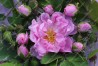 Rosier buisson Rosa Damascena 4 Saisons