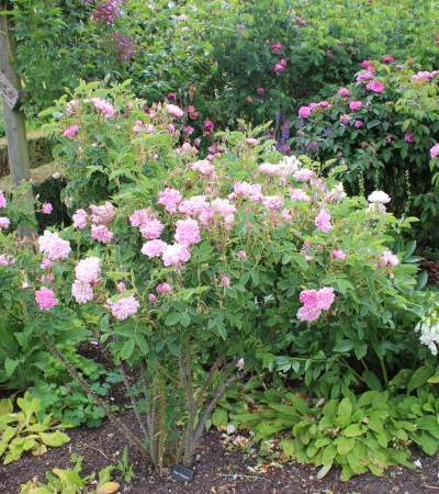 Rosier buisson Oomar Kayyham