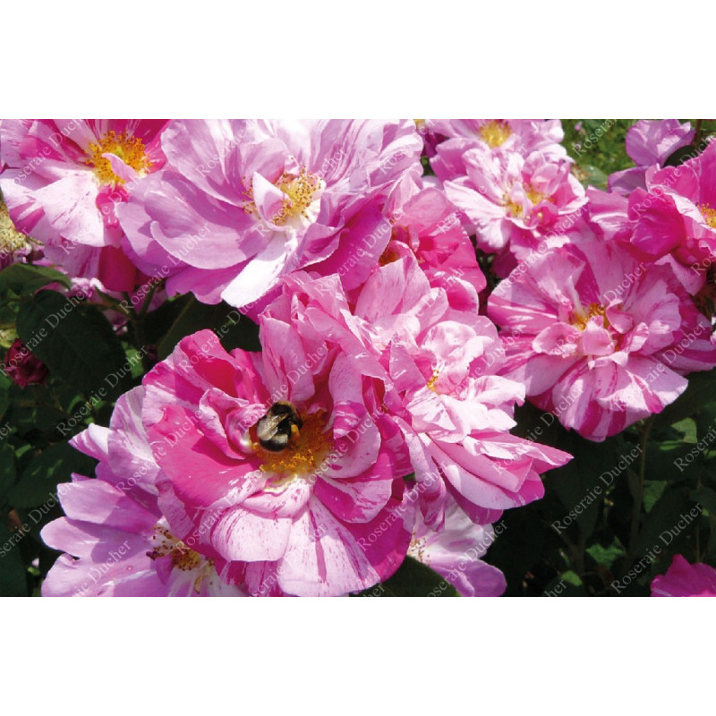 Rosier buisson Rosa mundi syn Rosa gallica versicolor