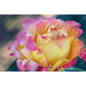 Climbing rose Sutter's Gold