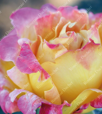 Rosier grimpant Sutter's Gold