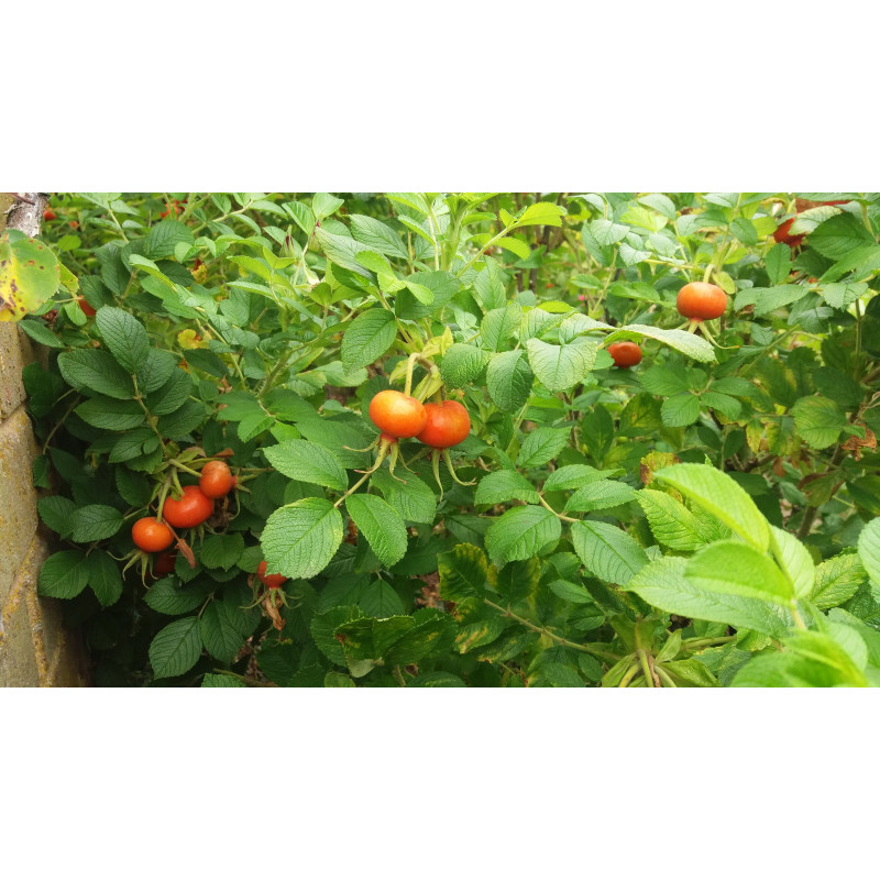 Rosier buisson Hansa