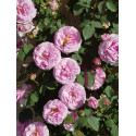 Climbing rose creation Florence Ducher ®