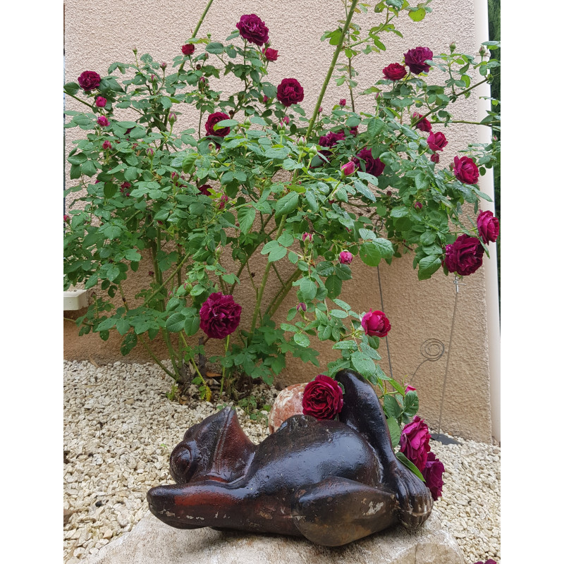 Climbing rose Souvenir du Docteur Jamain